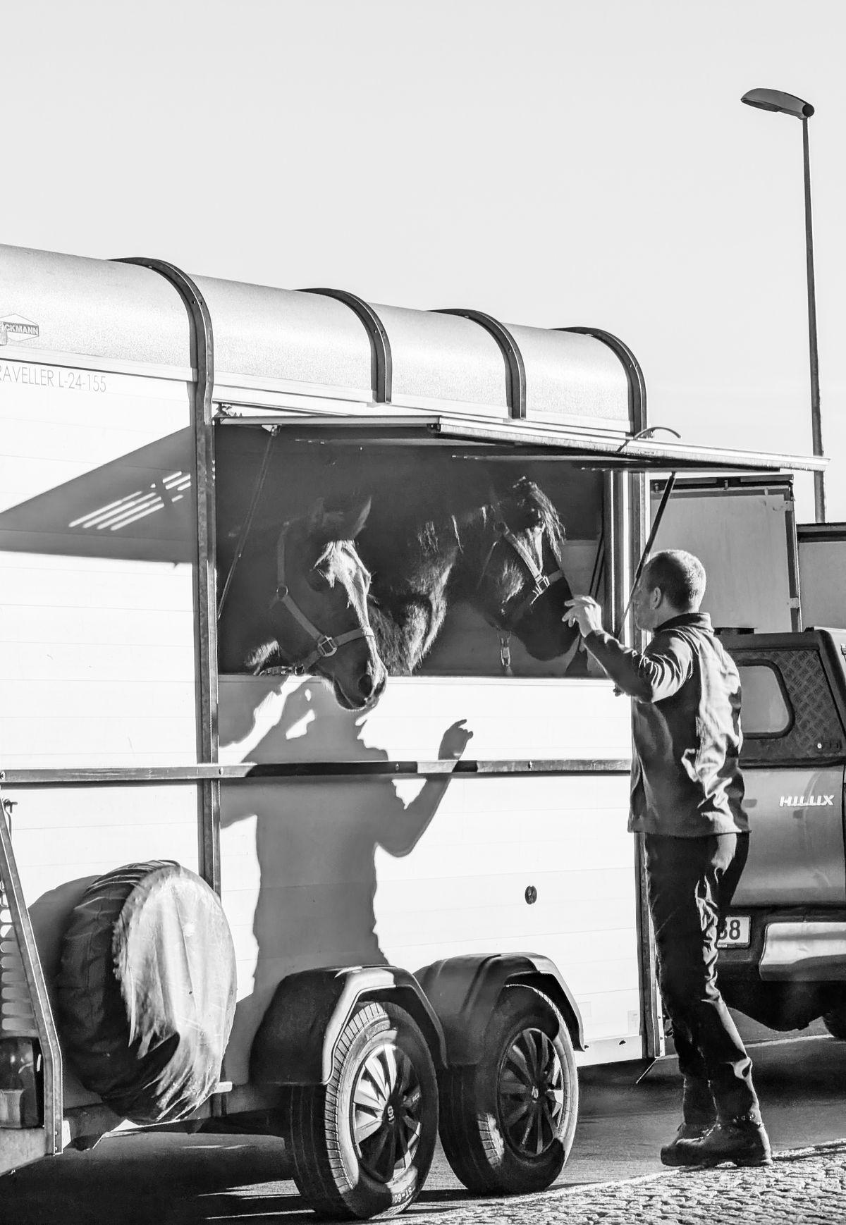 Animal Transport / Zoo